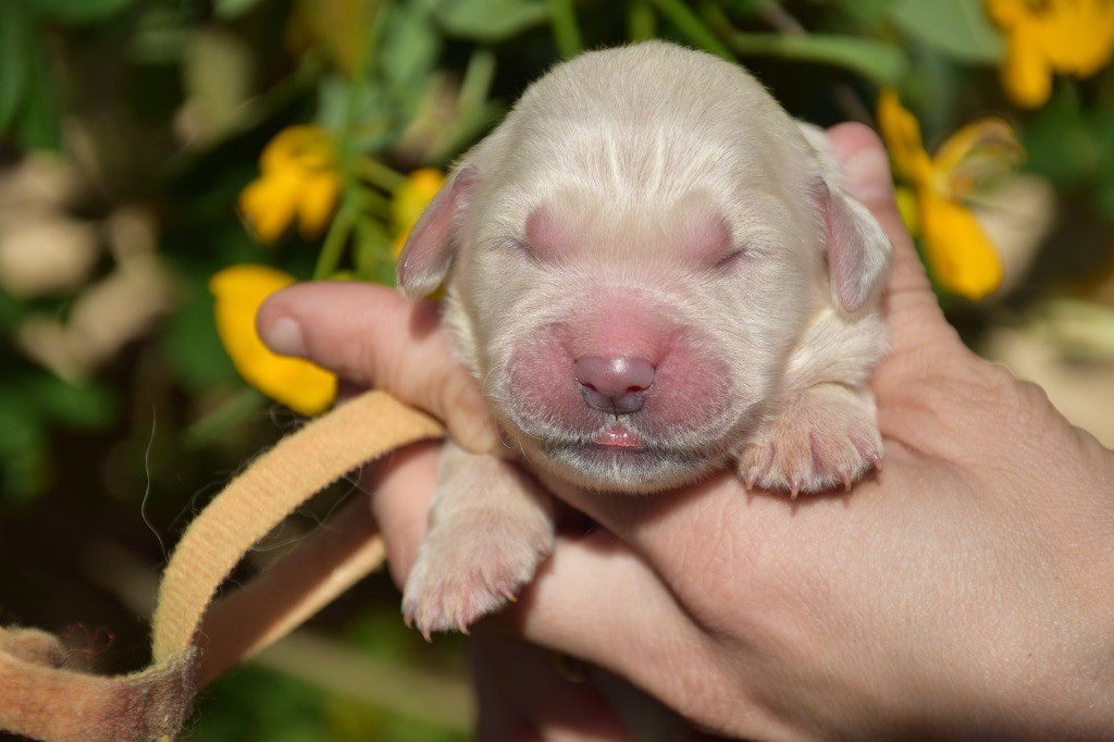 Du Royaume De Goldie - Chiots disponibles - Golden Retriever