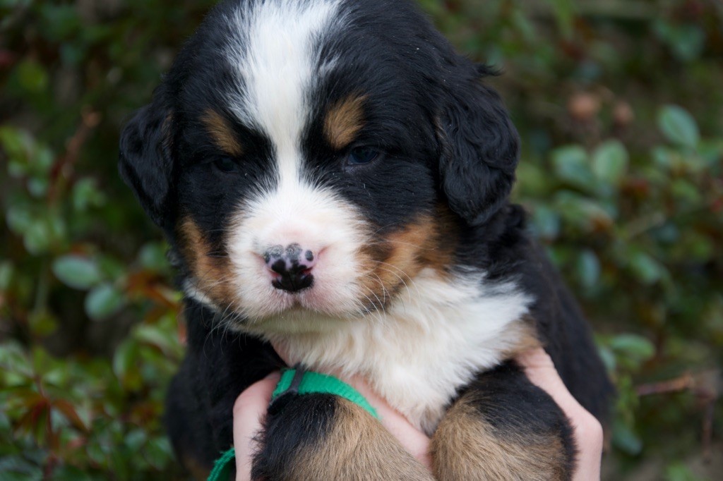 Du Royaume De Goldie - Chiots disponibles - Bouvier Bernois