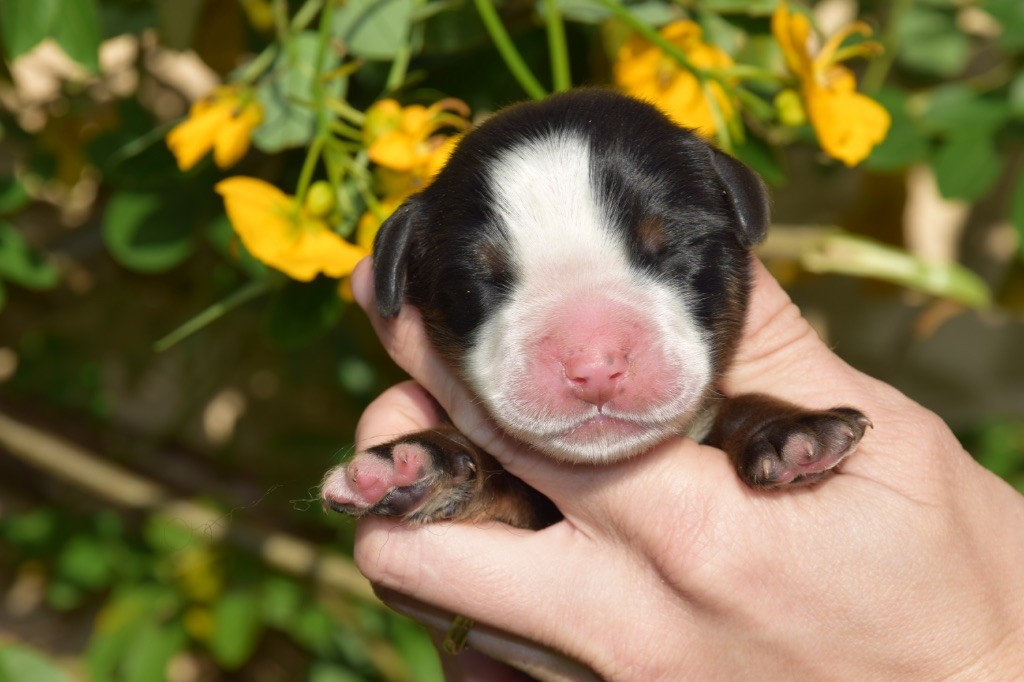 Du Royaume De Goldie - Chiots disponibles - Bouvier Bernois