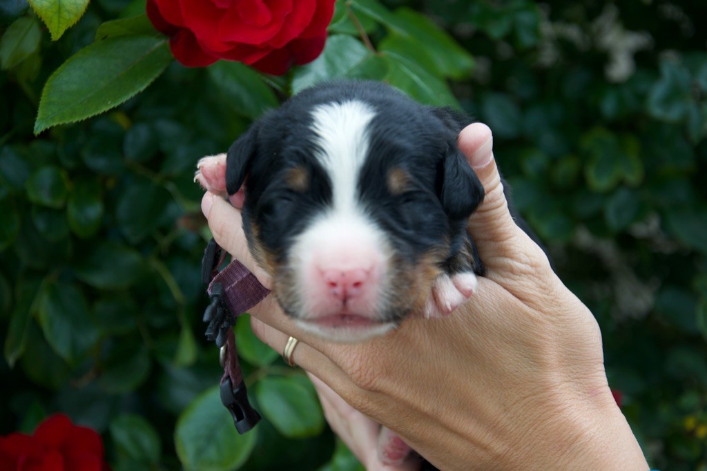 Du Royaume De Goldie - Chiots disponibles - Bouvier Bernois