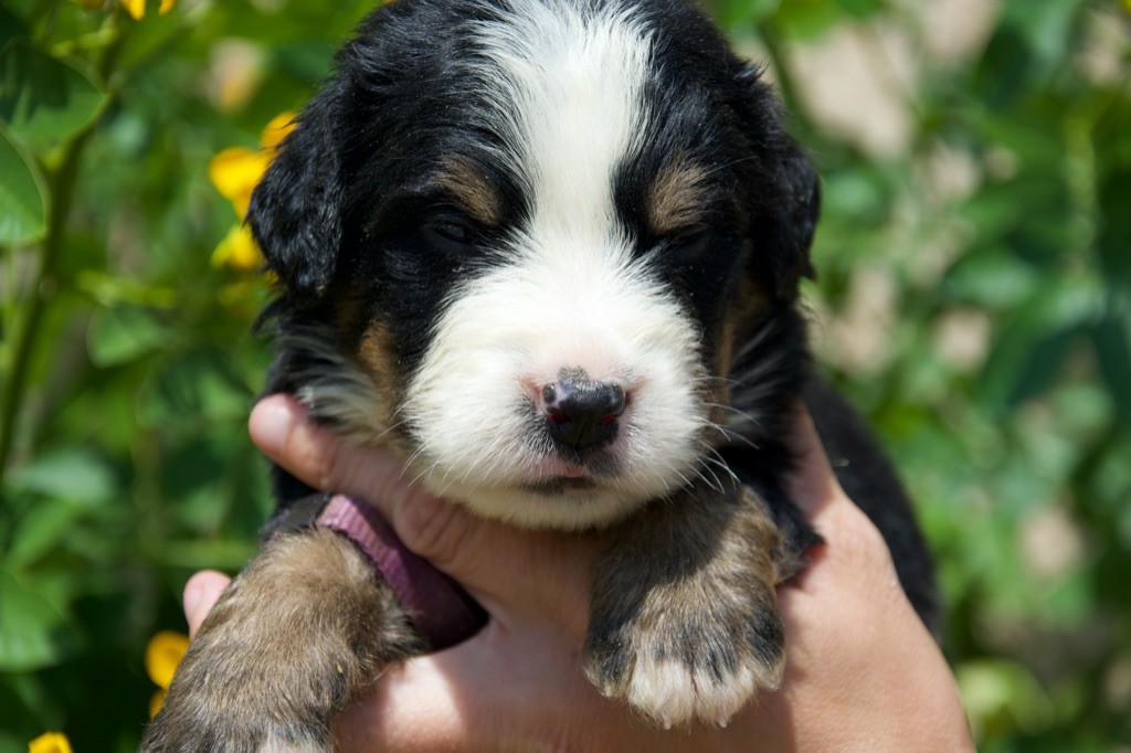Du Royaume De Goldie - Chiots disponibles - Bouvier Bernois