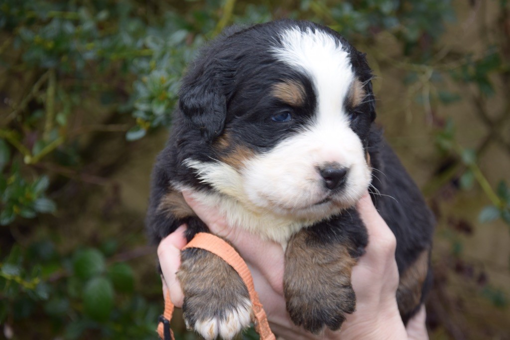 Du Royaume De Goldie - Chiots disponibles - Bouvier Bernois