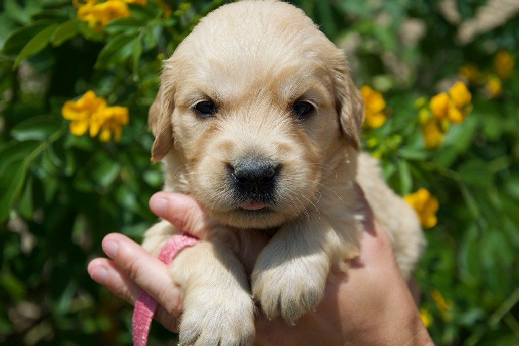 Du Royaume De Goldie - Chiots disponibles - Golden Retriever